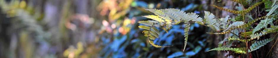 Antalya Servis Merkezi